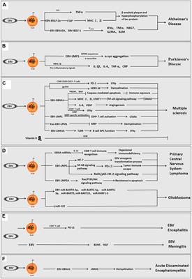 Epstein-Barr Virus and Neurological Diseases